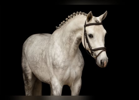 Andere Rassen, Hengst, 4 Jaar, 139 cm, Schimmel