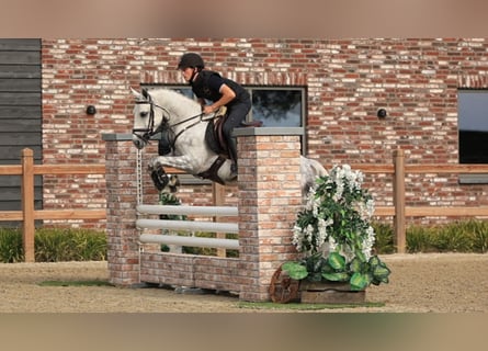 Andere Rassen, Hengst, 4 Jaar, 144 cm