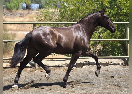 Andere Rassen, Hengst, 4 Jaar, 163 cm, Zwart