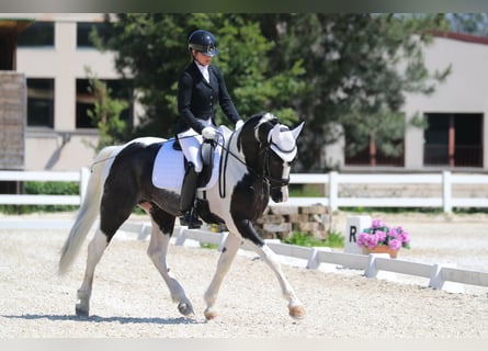 Andere Rassen, Hengst, 4 Jaar, 170 cm, Gevlekt-paard