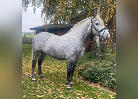 Andere Rassen, Hengst, 5 Jaar, 156 cm, Schimmel