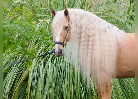 Andere Rassen Mix, Hengst, 8 Jaar, 167 cm, Palomino