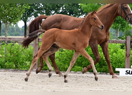 Andere Rassen, Hengst, , Bruin