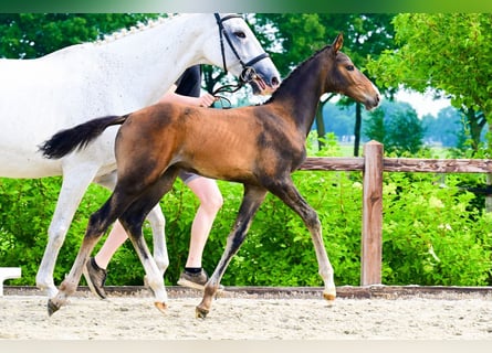 Andere Rassen, Hengst, , Bruin