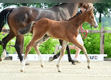 Andere Rassen, Hengst, , Bruin