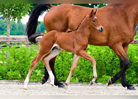 Andere Rassen, Hengst, , Bruin
