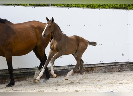 Andere Rassen, Hengst, , Bruin