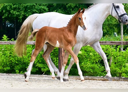 Andere Rassen, Hengst, 