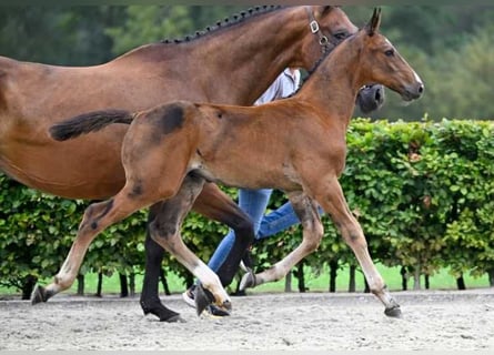 Andere Rassen, Hengst, veulen (06/2024)