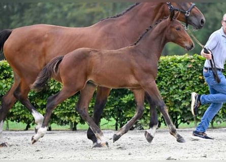 Andere Rassen, Hengst, veulen (06/2024)