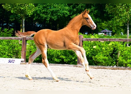 Andere Rassen, Hengst, , Vos