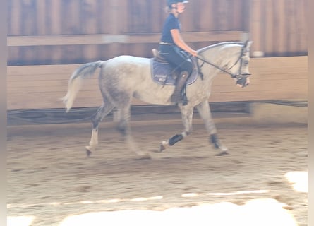 Andere Rassen, Merrie, 10 Jaar, 148 cm, Schimmel