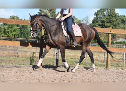 Andere Rassen, Merrie, 10 Jaar, 162 cm, Donkerbruin