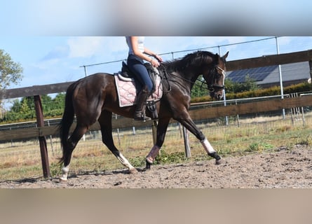 Andere Rassen, Merrie, 10 Jaar, 162 cm, Donkerbruin