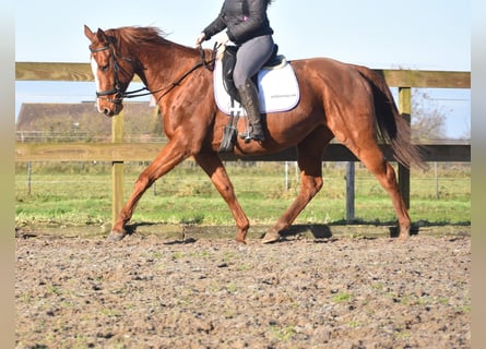 Andere Rassen, Merrie, 11 Jaar, 168 cm, Vos