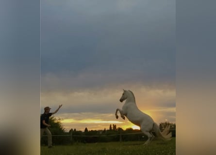 Andere Rassen, Merrie, 12 Jaar, 134 cm, Schimmel
