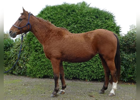 Andere Rassen, Merrie, 12 Jaar, 144 cm, Vos