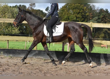 Andere Rassen, Merrie, 12 Jaar, 162 cm, Donkerbruin