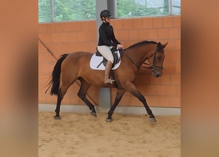Andere Rassen, Merrie, 12 Jaar, 168 cm, Bruin