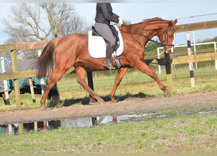 Andere Rassen, Merrie, 12 Jaar, 168 cm, Vos