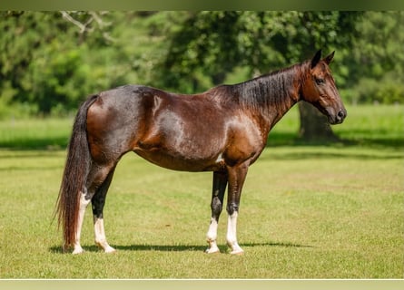 Andere Rassen, Merrie, 12 Jaar, Roodbruin