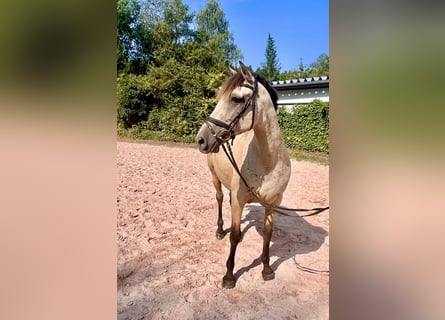 Andere Rassen, Merrie, 13 Jaar, 158 cm, Buckskin