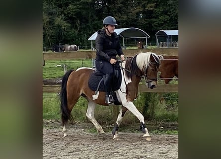 Andere Rassen, Merrie, 14 Jaar, 148 cm, Tobiano-alle-kleuren