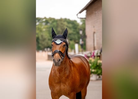 Andere Rassen, Merrie, 14 Jaar, 155 cm, Bruin