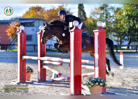 Andere Rassen, Merrie, 15 Jaar, 145 cm, Bruin