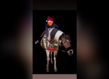 Andere Rassen, Merrie, 15 Jaar, 148 cm, Gevlekt-paard