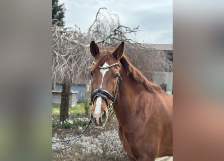 Andere Rassen, Merrie, 15 Jaar, 155 cm, Vos