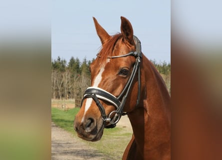 Andere Rassen, Merrie, 16 Jaar, 140 cm, Donkere-vos