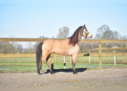 Andere Rassen, Merrie, 16 Jaar, 145 cm, Falbe