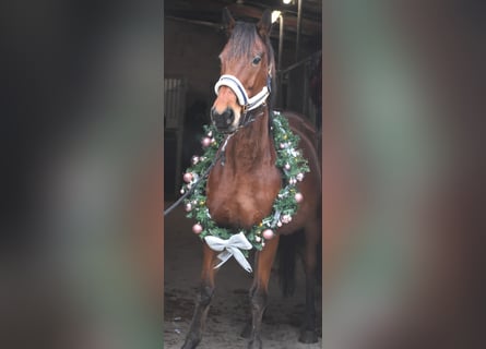 Andere Rassen, Merrie, 19 Jaar, 159 cm, Bruin