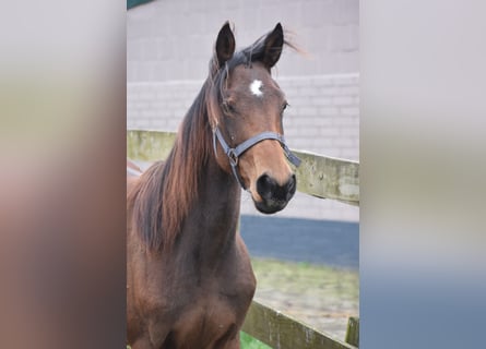 Andere Rassen, Merrie, 1 Jaar, Donkerbruin