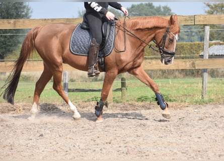 Andere Rassen, Merrie, 20 Jaar, 152 cm, Vos