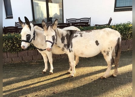 Andere Rassen, Merrie, 22 Jaar, 110 cm, Gevlekt-paard