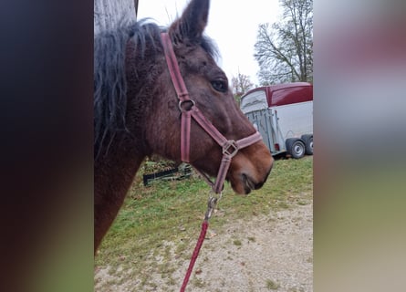 Andere Rassen, Merrie, 22 Jaar, Bruin