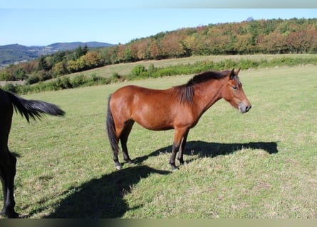 Andere Rassen, Merrie, 3 Jaar, 125 cm, Bruin