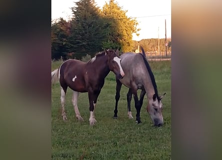 Andere Rassen, Merrie, 3 Jaar, 148 cm, Gevlekt-paard