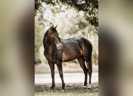 Andere Rassen Mix, Merrie, 3 Jaar, 155 cm, Bruin