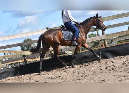 Andere Rassen, Merrie, 3 Jaar, 155 cm, Bruin