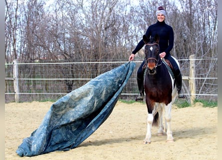 Andere Rassen, Merrie, 3 Jaar, 155 cm, Gevlekt-paard