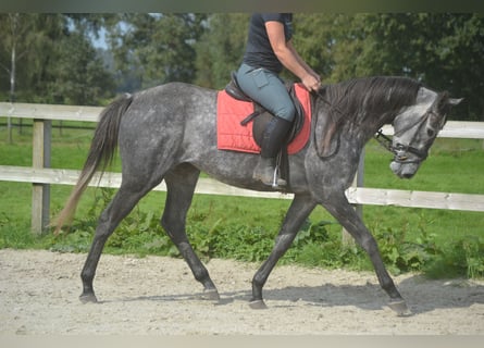 Andere Rassen, Merrie, 3 Jaar, 157 cm, Schimmel