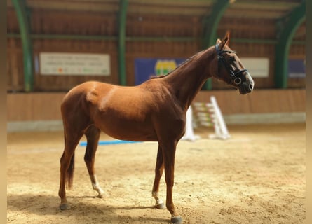 Andere Rassen, Merrie, 3 Jaar, 162 cm, Roodvos