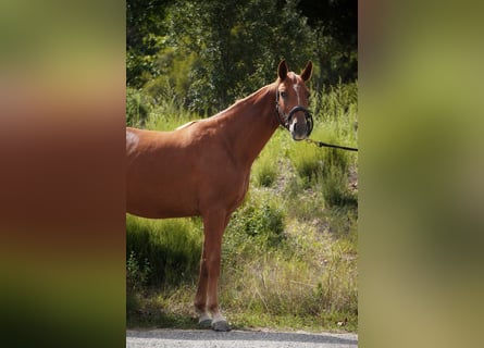 Andere Rassen, Merrie, 3 Jaar, 165 cm, Vos