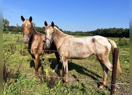 Andere Rassen Mix, Merrie, 4 Jaar, 147 cm, Rood schimmel
