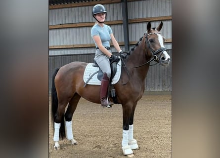 Andere Rassen, Merrie, 4 Jaar, 148 cm, Bruin