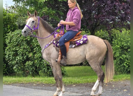 Andere Rassen, Merrie, 4 Jaar, 152 cm, Brown Falb schimmel