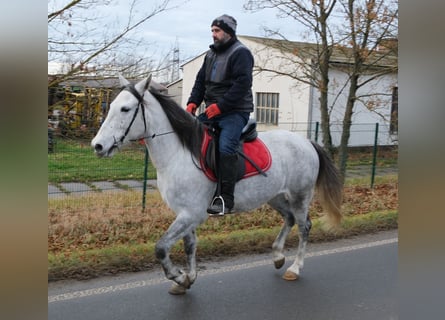 Andere Rassen, Merrie, 4 Jaar, 154 cm, Appelschimmel